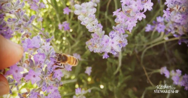 Tips for a successful garden-flowers to attract bees