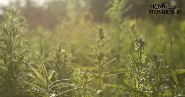 Make Effortless Gardening A Reality