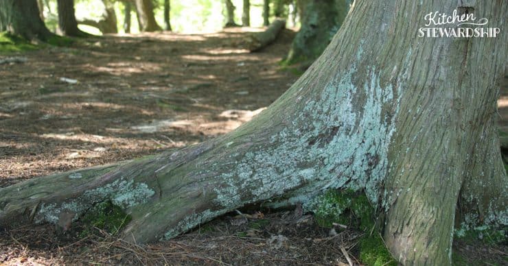 Make Effortless Gardening A Reality