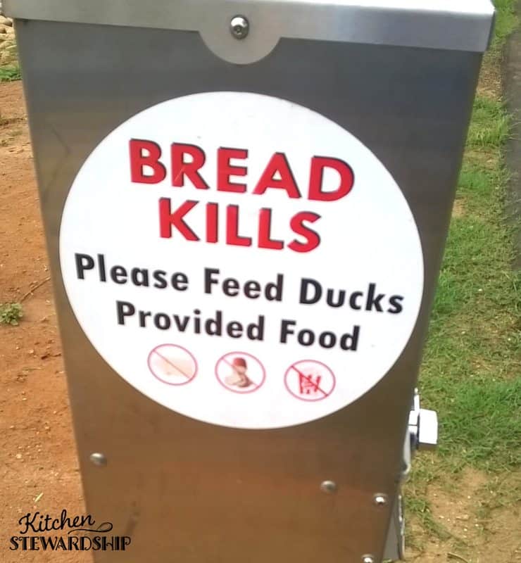 Gluten free kitchen rules - avoid getting sick