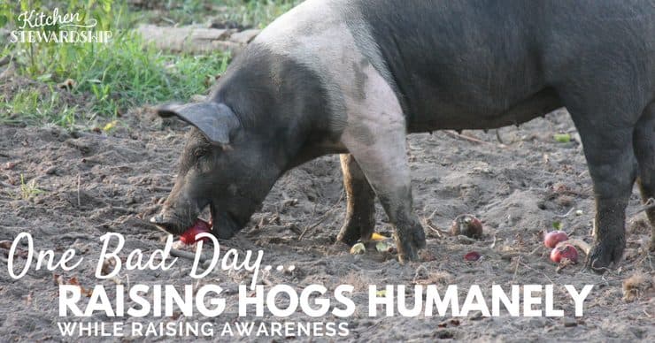 Raising hogs humanely - doing our part to give animals the best life