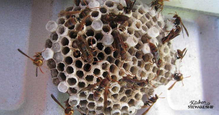 an old school remedy