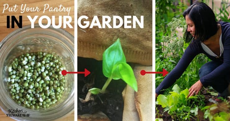 Easy guide to starting a garden using items from you pantry. The benefits of gardening - save money, healthier food and peace. I need to start this today!