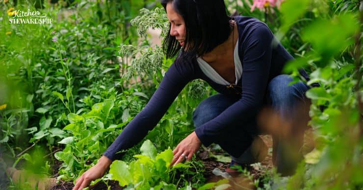 Tips for a successful garden this season. Easily grow your garden using items you have already! Quick and easy for anyone.