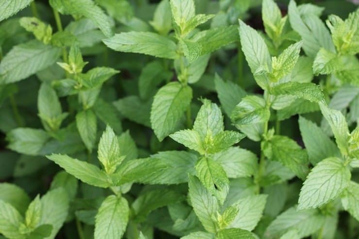 Mint growing in the garden