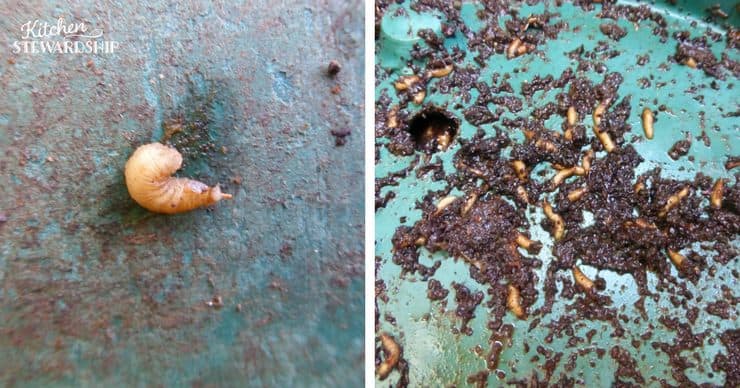 compost larvae