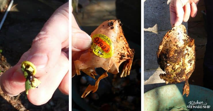 compost onion balloon plastic