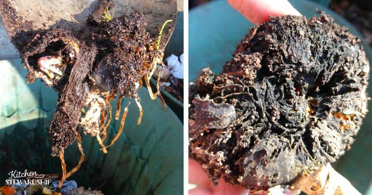 composting squash banana