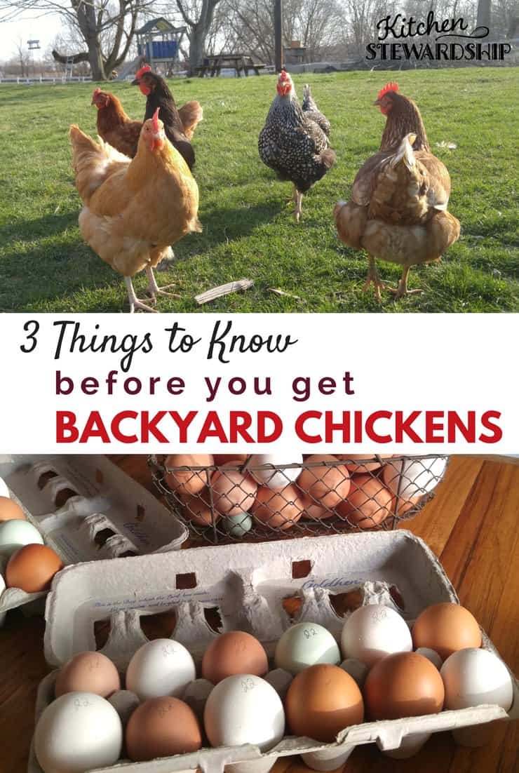 Backyard chickens