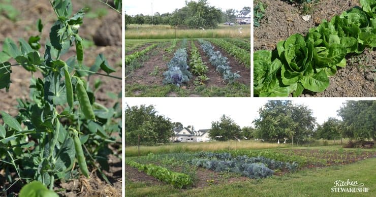 How to use beets and why you should garden