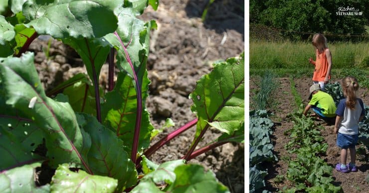 How to use beets and why you should garden