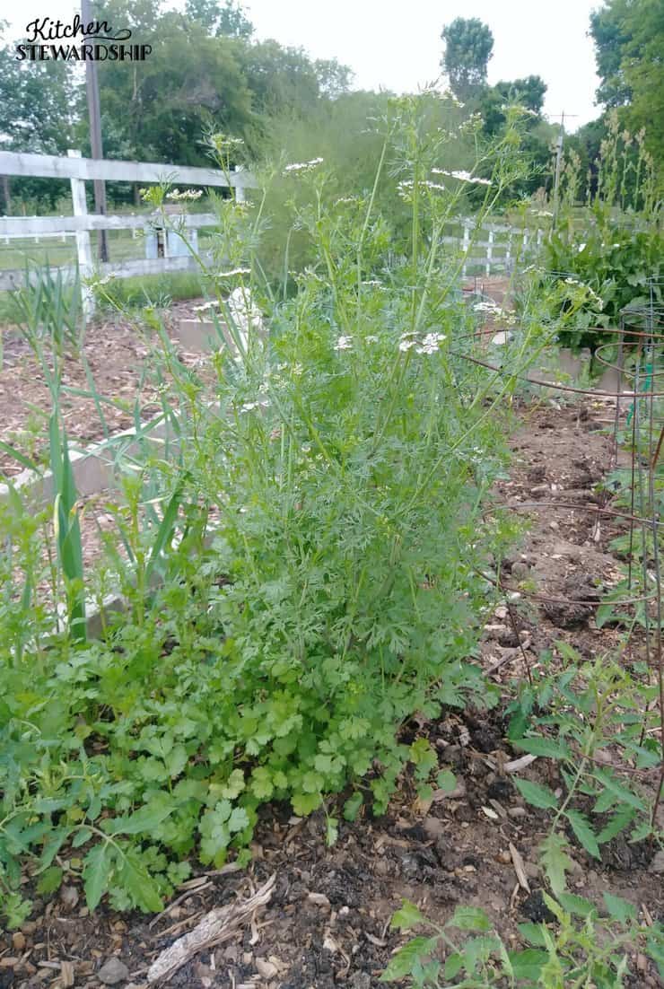 Salt Preserved Fresh Herbs