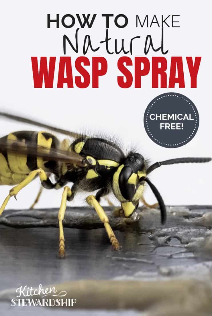 Natural wasp spray, how to get rid of wasps