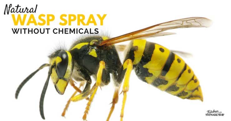 You don't need Raid or yucky chemicals to kill a wasp nest or bees. Get rid of wasps without chemicals with this super simple natural wasp killer spray recipe.
