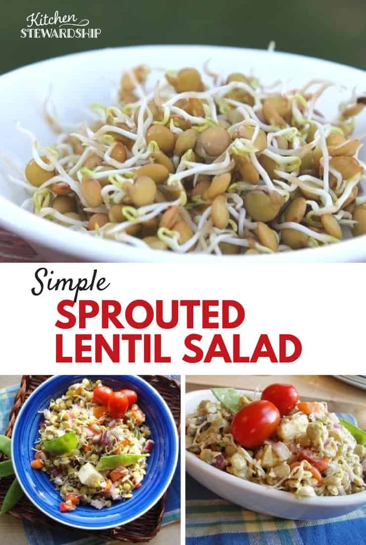 Sprouted Lentil Salad