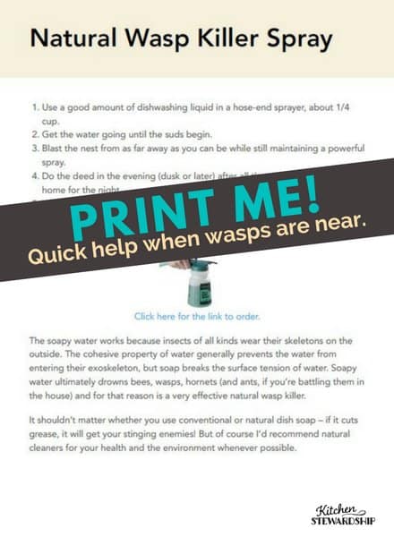 guide to getting rid of wasps