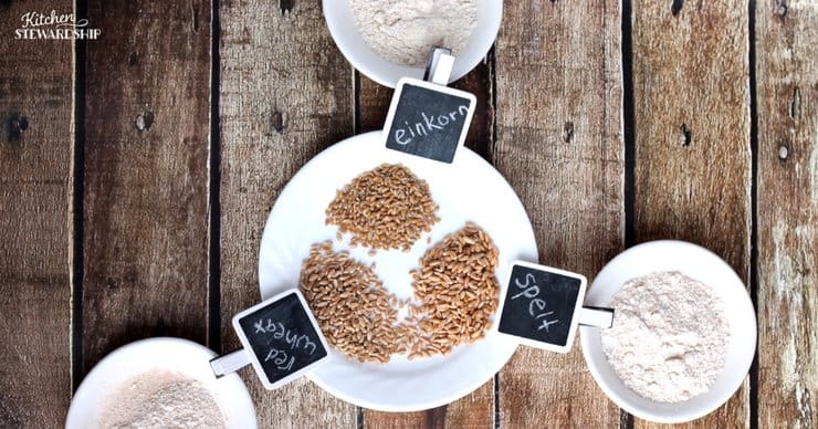 Spelt, Einkorn and Red wheat whole grains on a plate next to the bowl of them ground into flour.