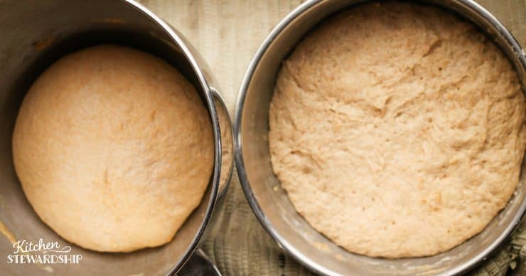 Whole wheat pizza dough and einkorn pizza dough. Side by side comparison, the whole wheat looks smoother and less tacky.