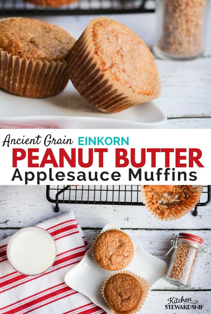 Freshly baked Einkorn peanut butter applesauce muffins on a plate. 