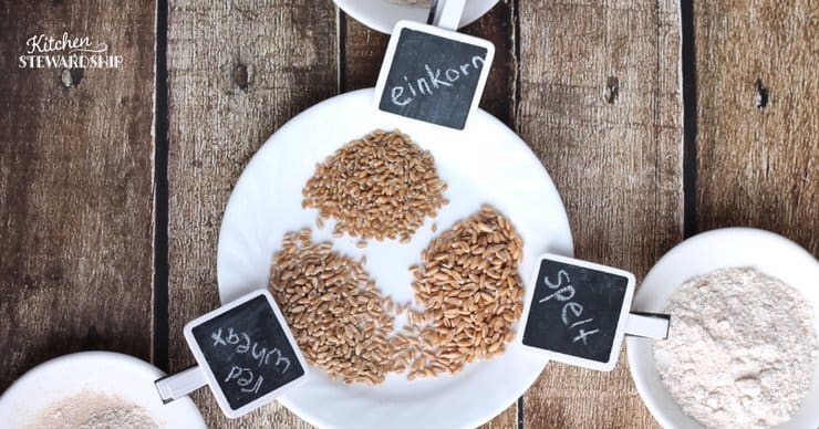 Einkorn, red wheat and spelt grains on a white plate.