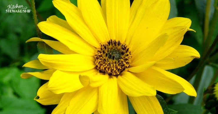 Bright yellow flower