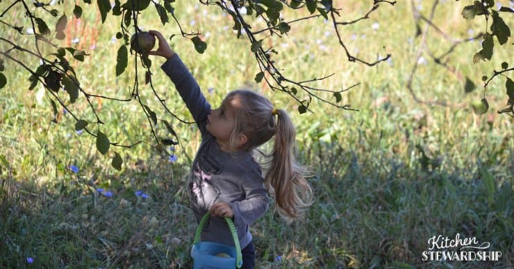 toddler girl picking apples