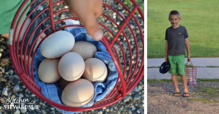 boy helping collect eggs on the farm