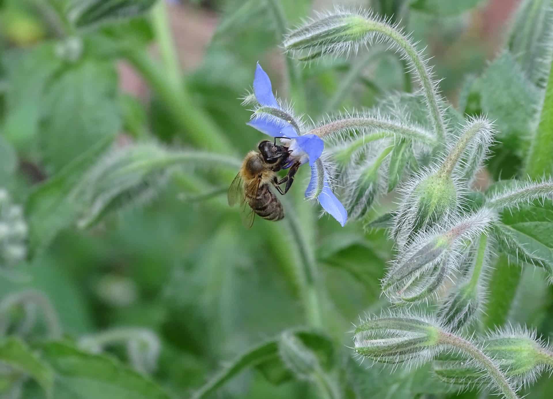 Bee on borage plant