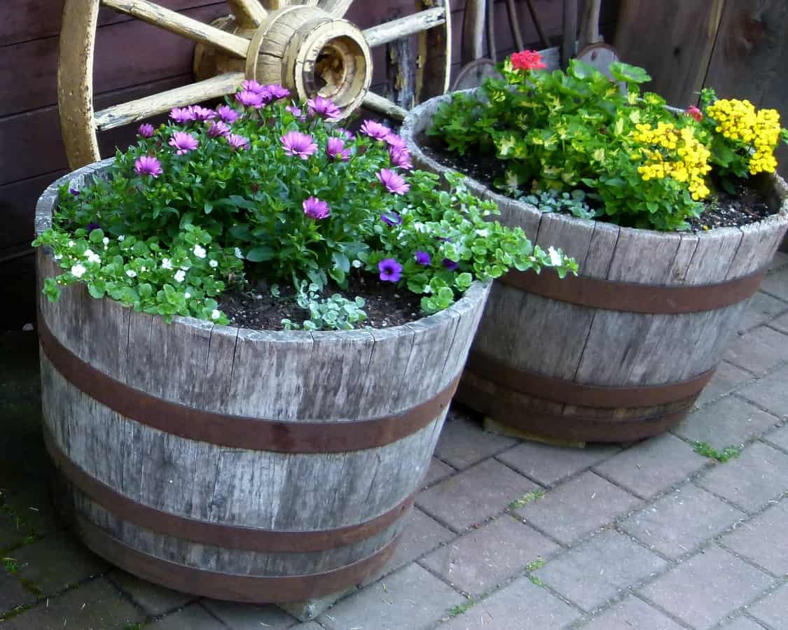 Half-Barrel Container Gardens