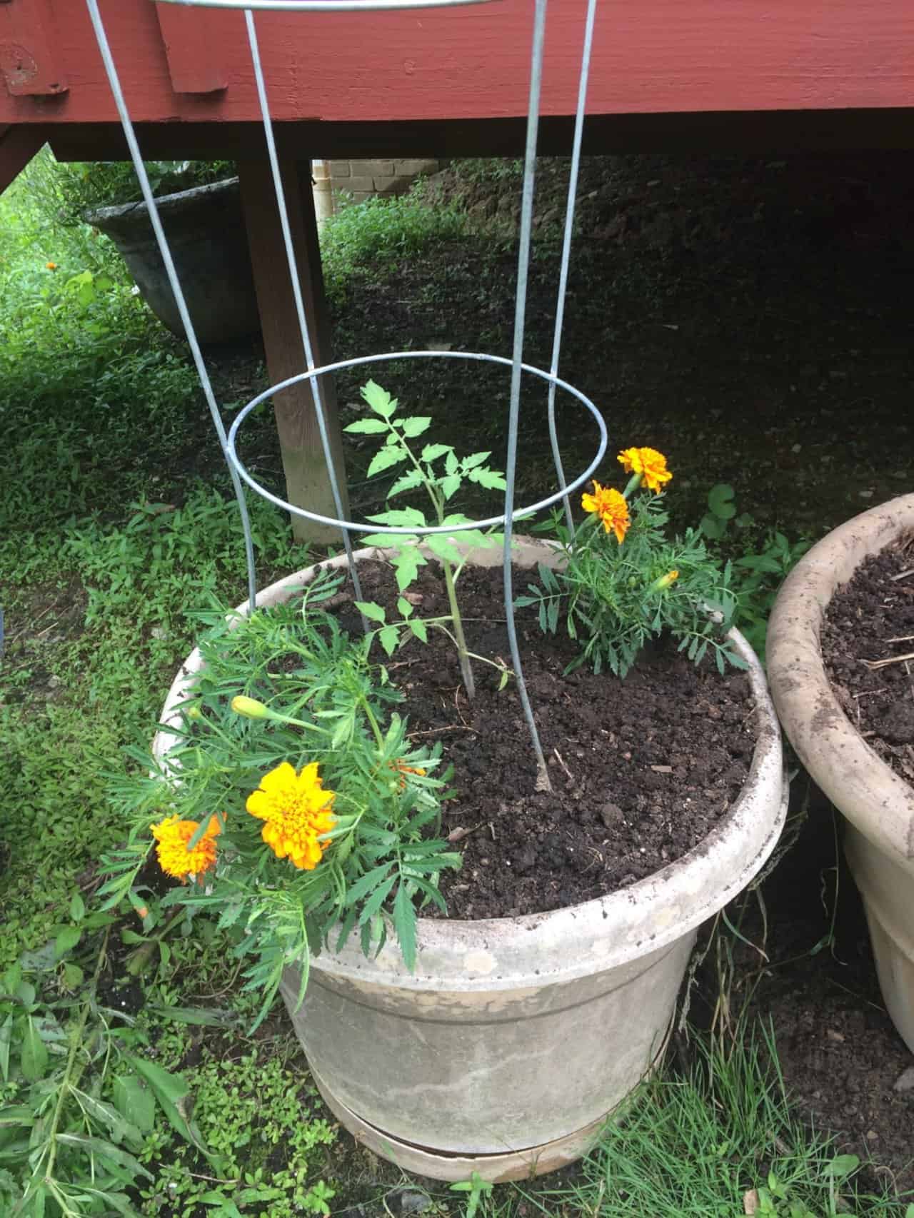 Marigolds and tomatoes