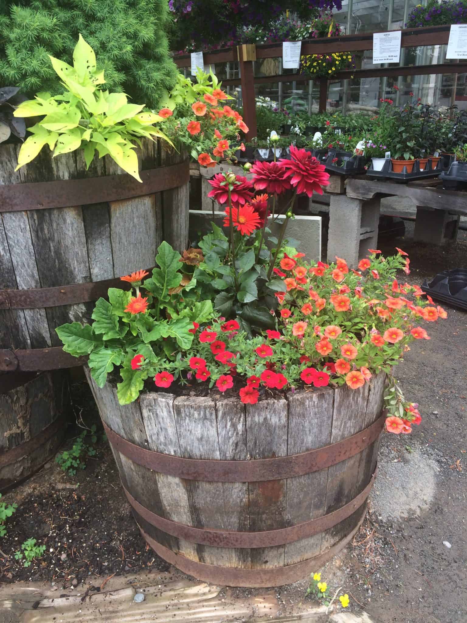Flowers growing in a barrel