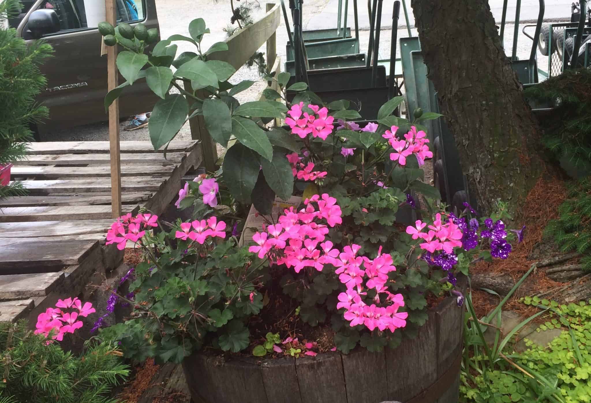 Flowers in barrel