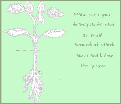 Graphic of a plant's root system