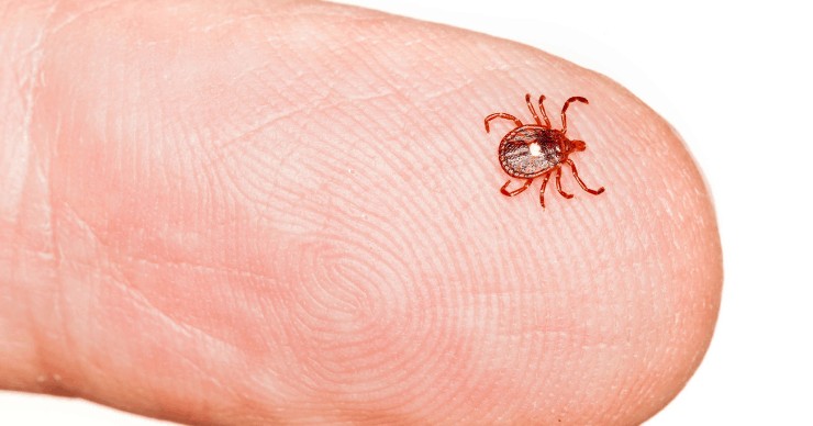 Tick on a finger