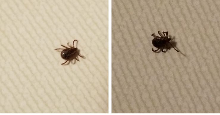 What does a tick look like? Picture of a dog tick.