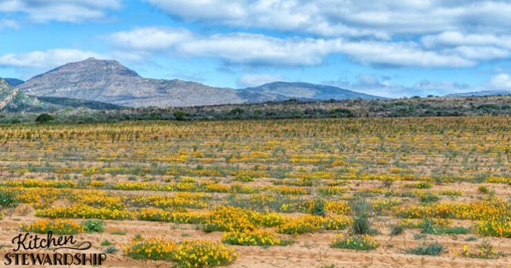 Rooibos tea growing