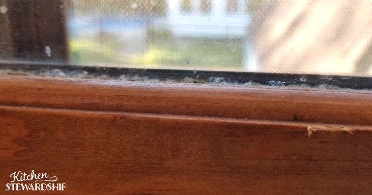Mold growing on the window