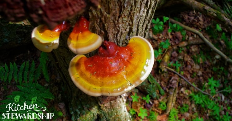 Reishi mushroom