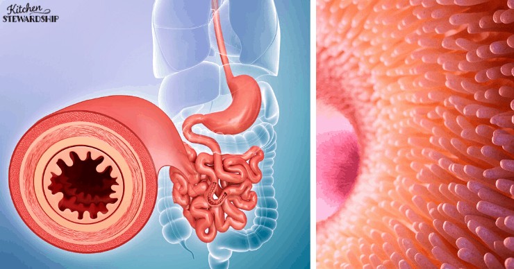 intestinal villi - heal the gut