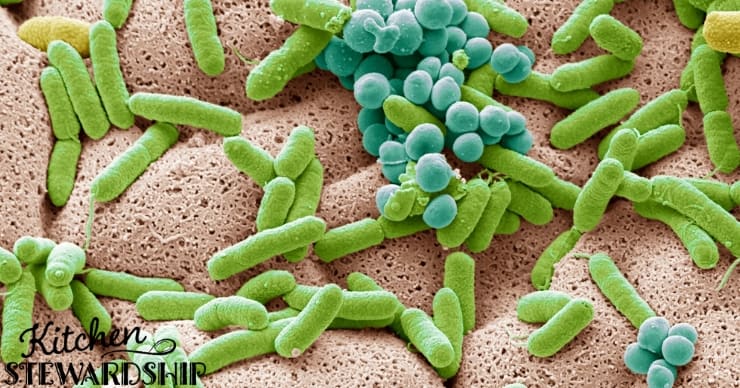 gut flora