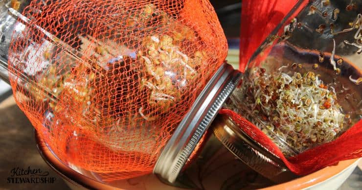 Sprouting Seeds - Draining Jars into a bowl