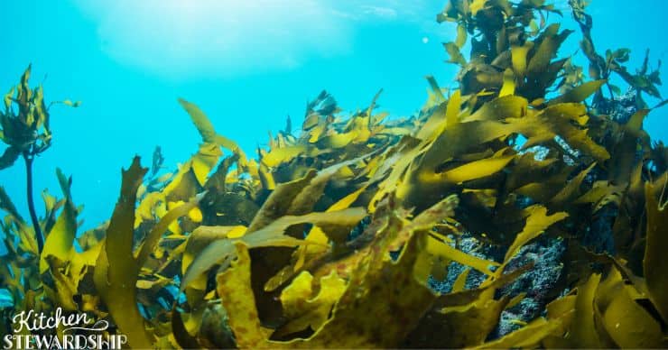 seaweed growing