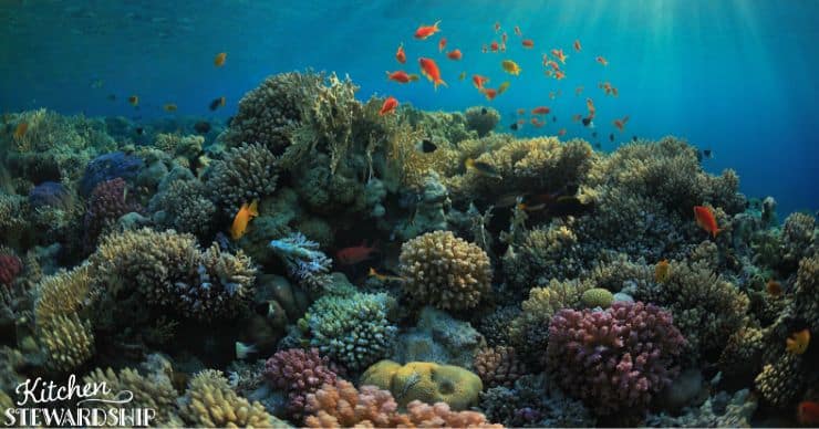 coral reef