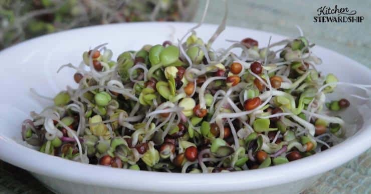 Sprouted Legume Salad