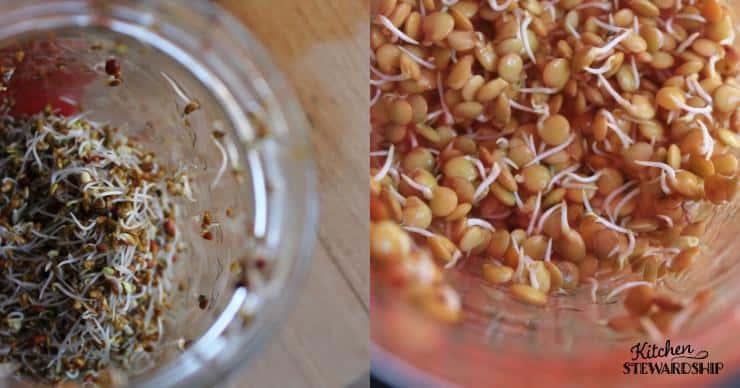 Overhead view of sprouted seeds and sprouted lentils in mason jars