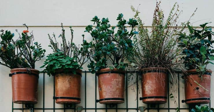 Indoor Plants for air purifying benefits