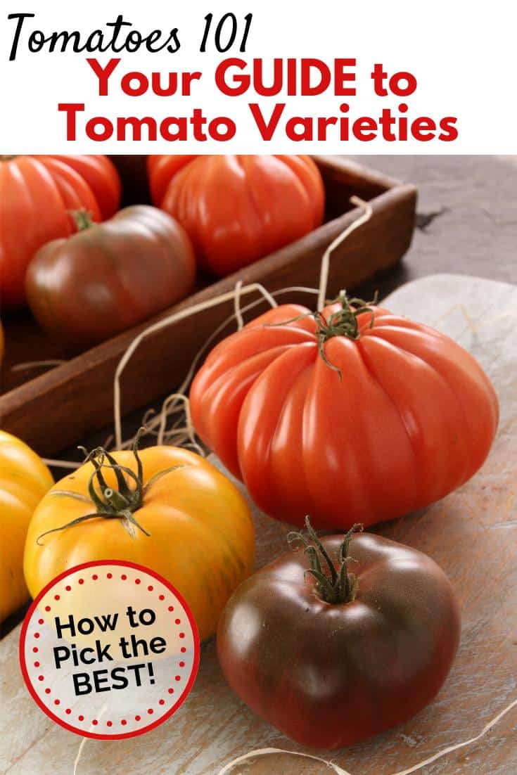 varieties of tomatoes