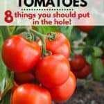 tomato plant in the garden