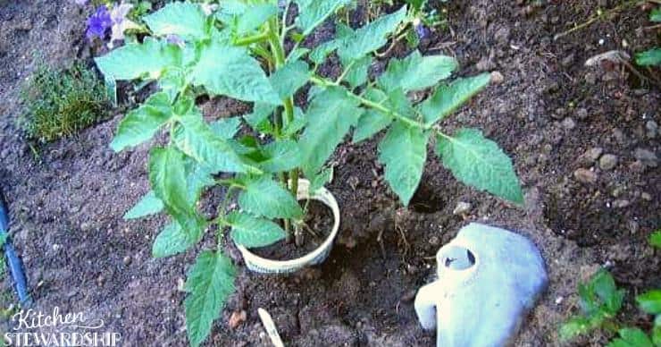 water jug in soil for watering tomatoes