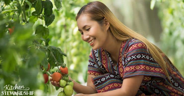 woman in tomato garden